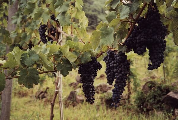 Família Garcia no Vinhedo